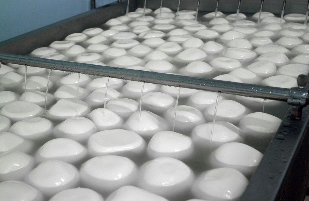 Mozzarella di bufala : derrière l’image idyllique, les réalités de la production interrogent