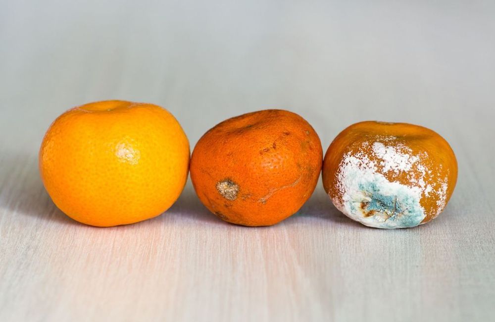 Peut-on consommer un aliment après avoir retiré la partie moisie ?