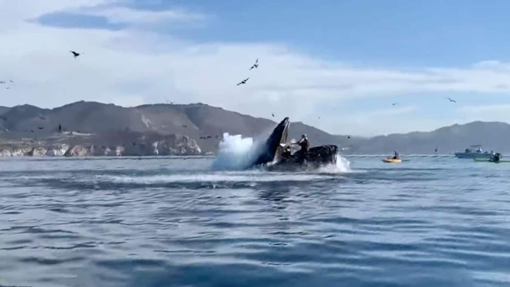 États-Unis : deux kayakistes "avalées" par une baleine, la vidéo CHOC fait le tour du monde !