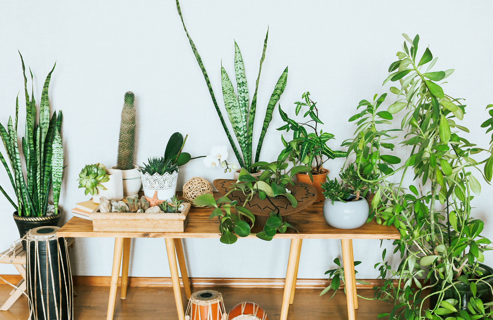 Gel d’arrosage maison : l’astuce imparable pour arroser nos plantes pendant nos vacances