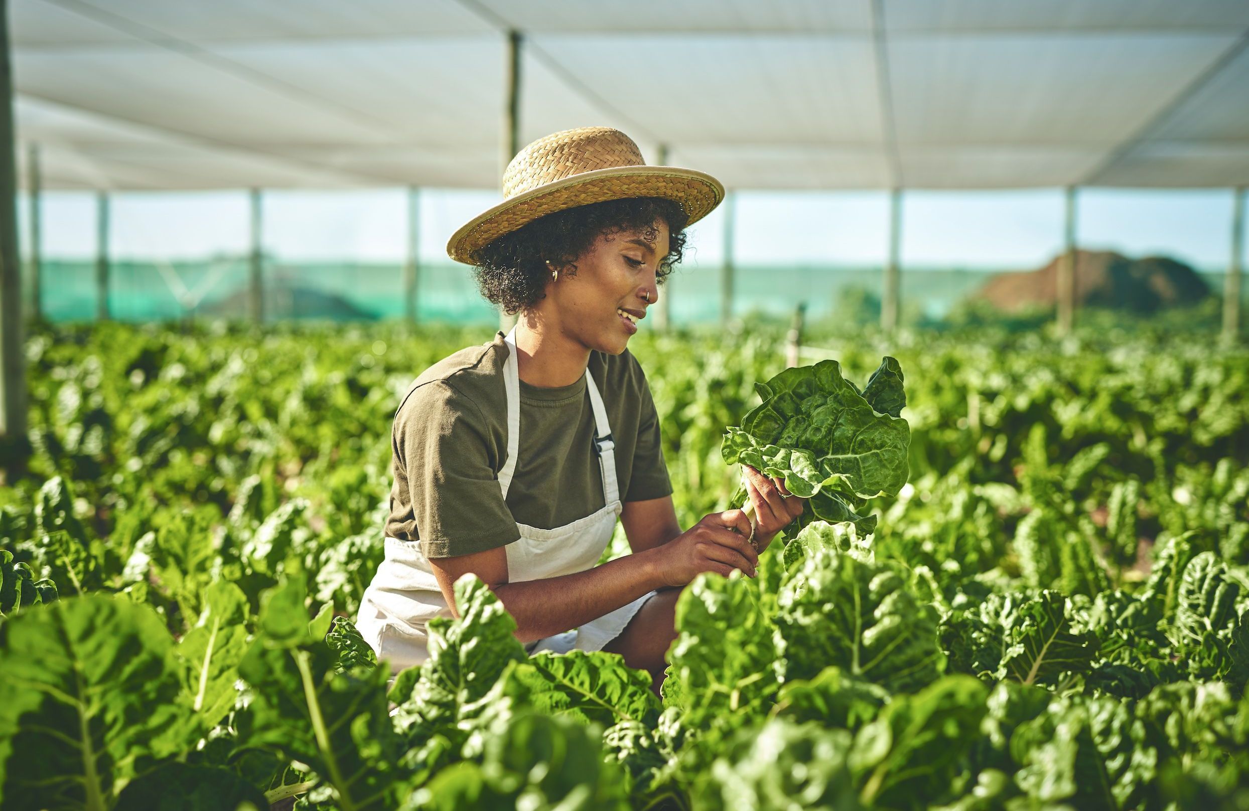 Que faire au jardin en août ?