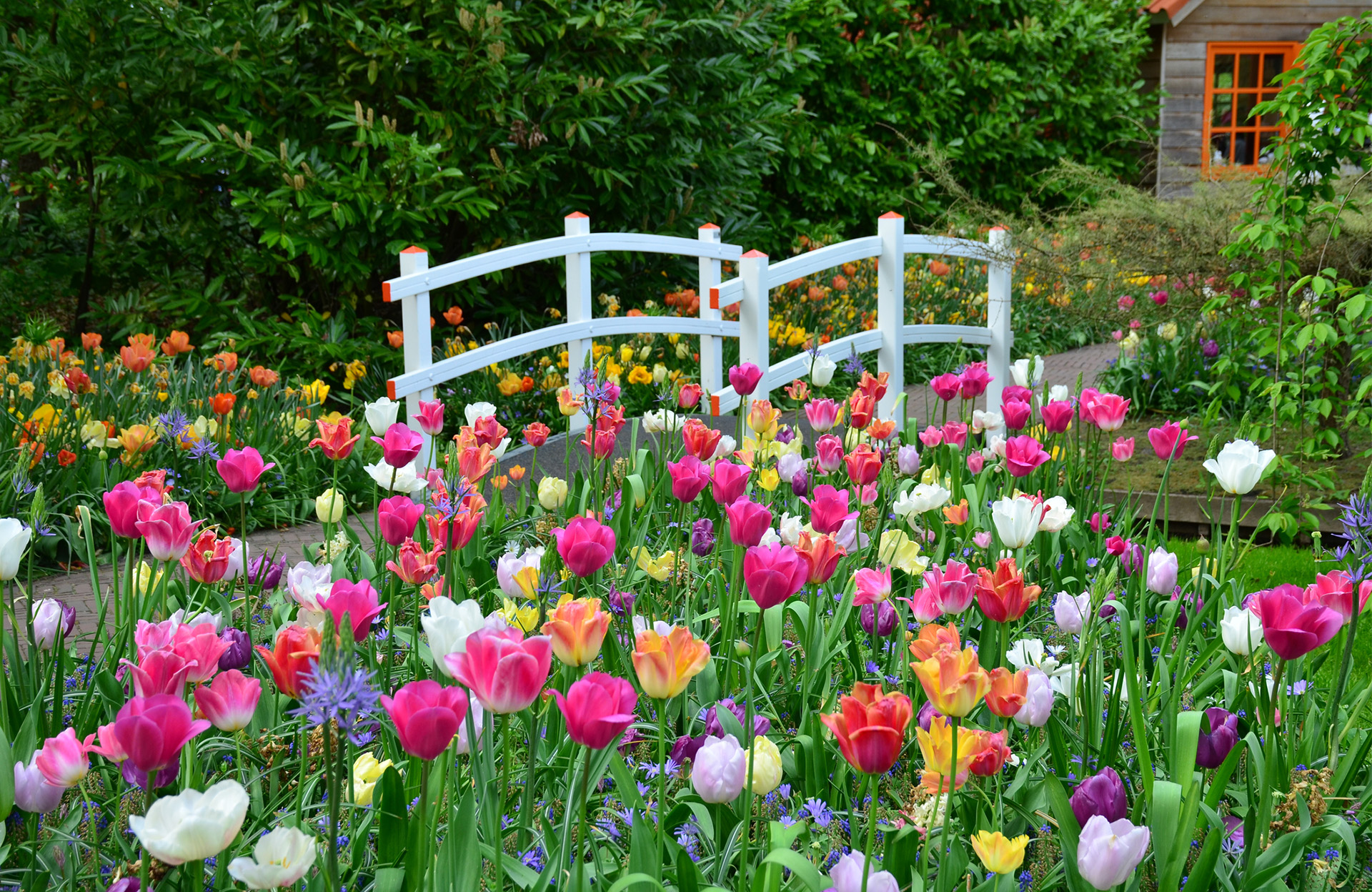 Bulbes de printemps : des couleurs à planter en automne