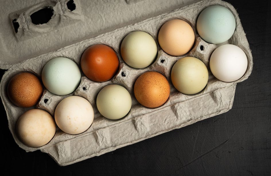 Pourquoi les œufs ne sont pas tous de la même couleur ?