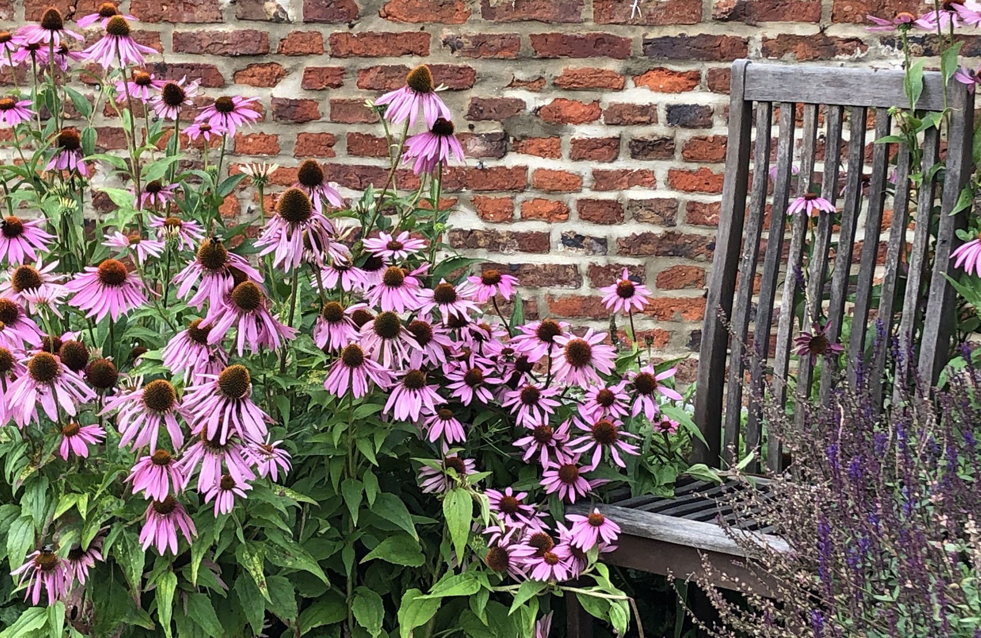 Les échinacées pour prolonger l’été au jardin