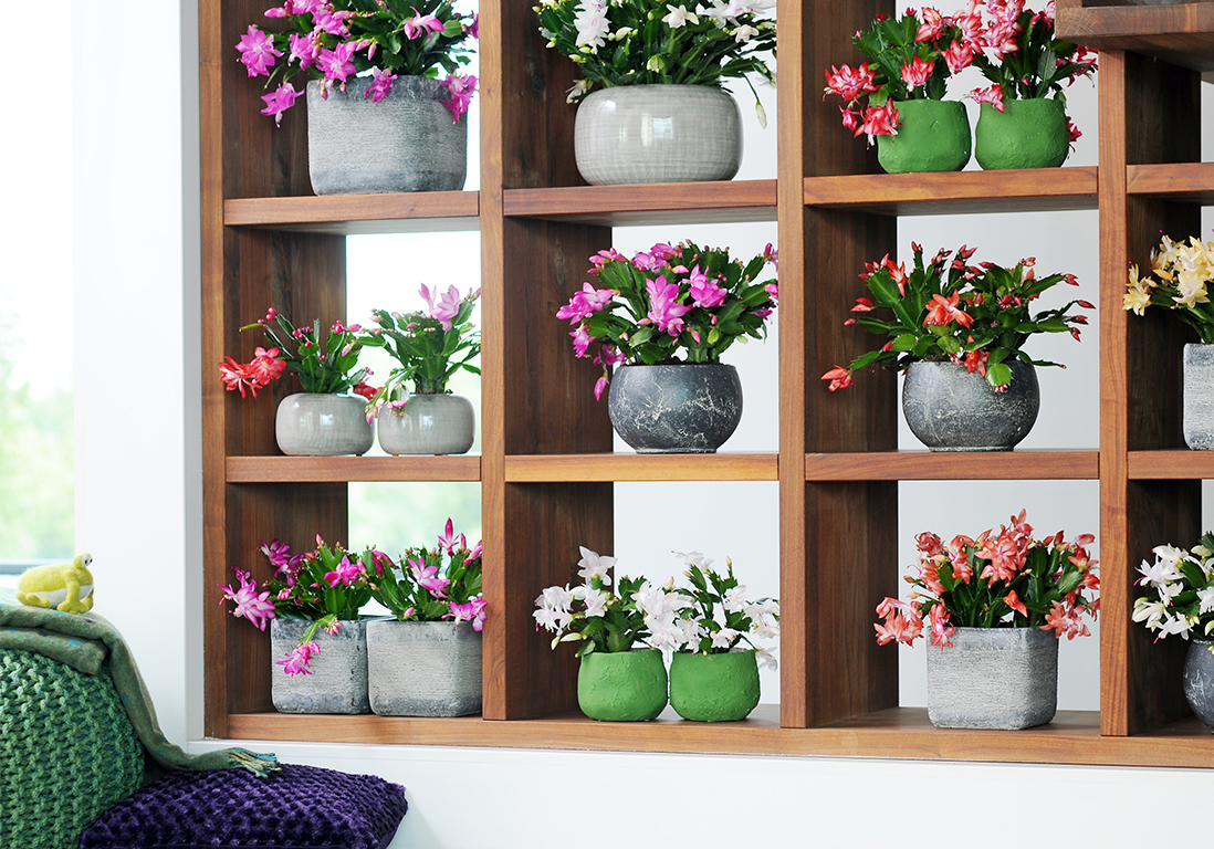 Cactus de Noël : bien entretenir un Shlumbergera