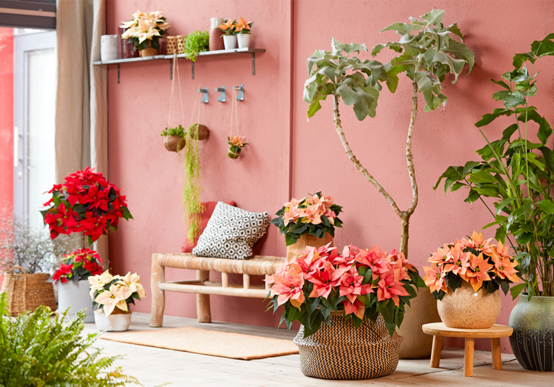 6 plantes d’intérieur fleuries à adopter pour l’hiver