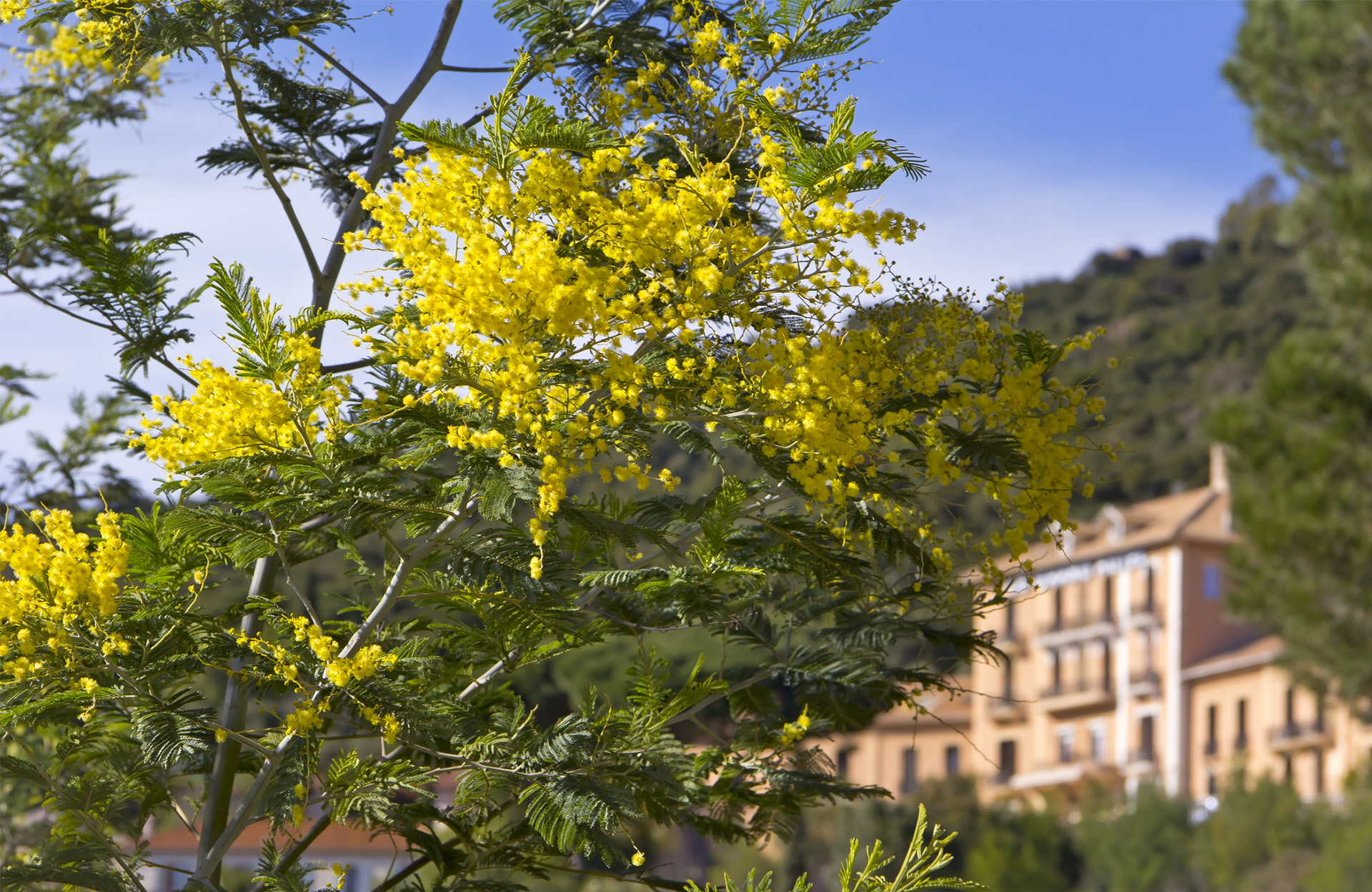Le mimosa, soleil et parfum dedans dehors