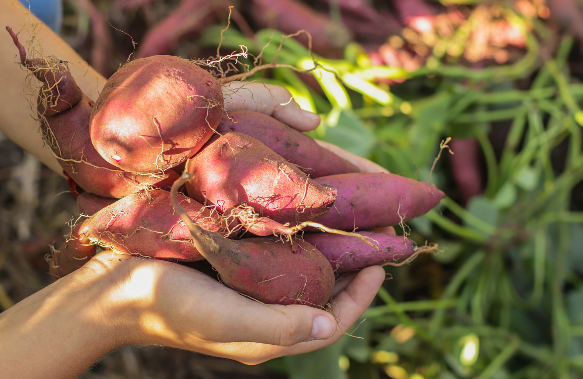 Patate douce, une plante aussi belle que gourmande