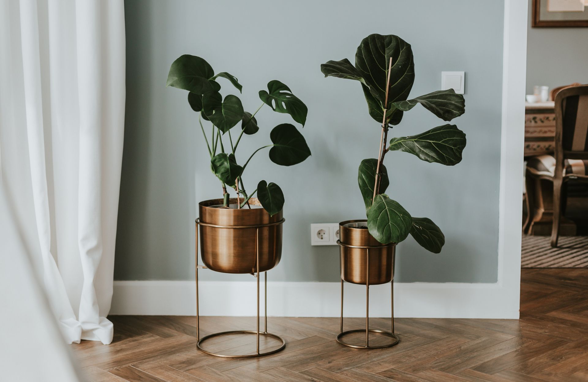 Quelle exposition choisir pour ma plante d’intérieur ?